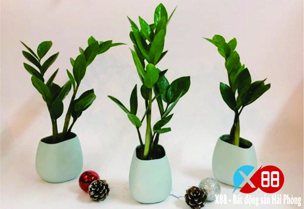 TOP 4 LOẠI CÂY PHONG THỦY ĐÓN TÀI LỘC VÀ BÌNH AN CHO GIA CHỦ