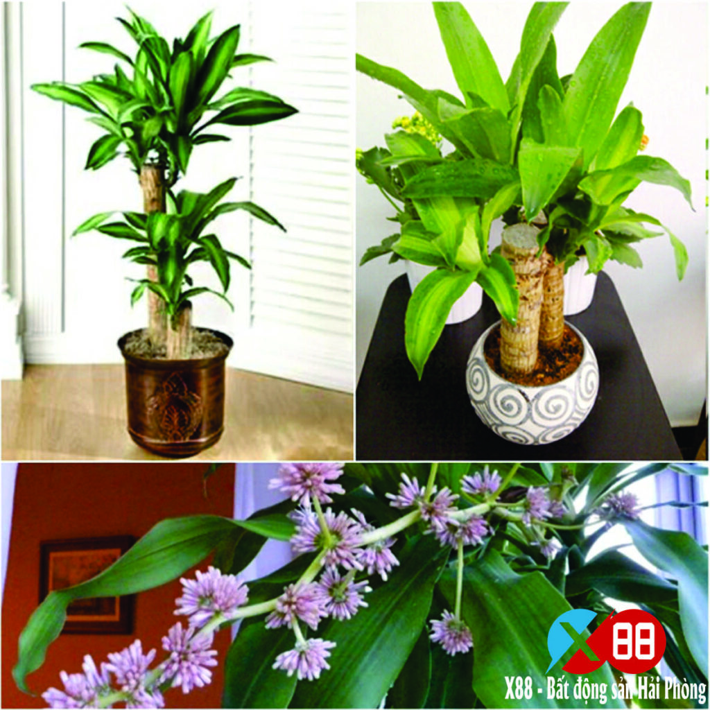 TOP 4 LOẠI CÂY PHONG THỦY ĐÓN TÀI LỘC VÀ BÌNH AN CHO GIA CHỦ