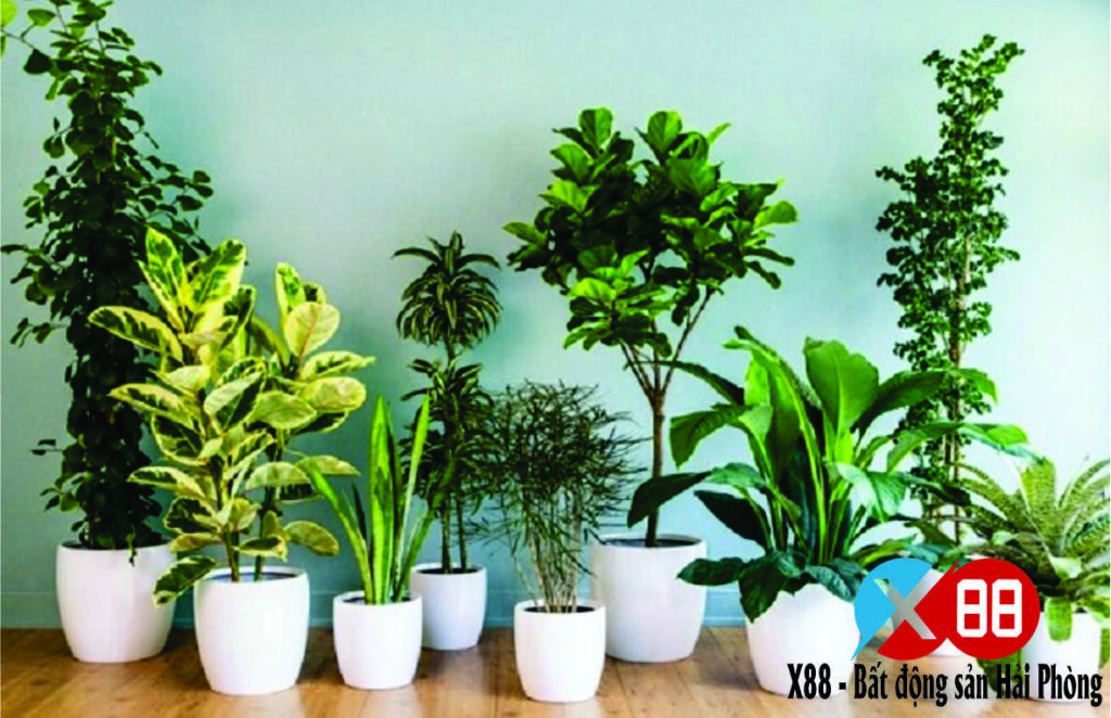 TOP 4 LOẠI CÂY PHONG THỦY ĐÓN TÀI LỘC VÀ BÌNH AN CHO GIA CHỦ