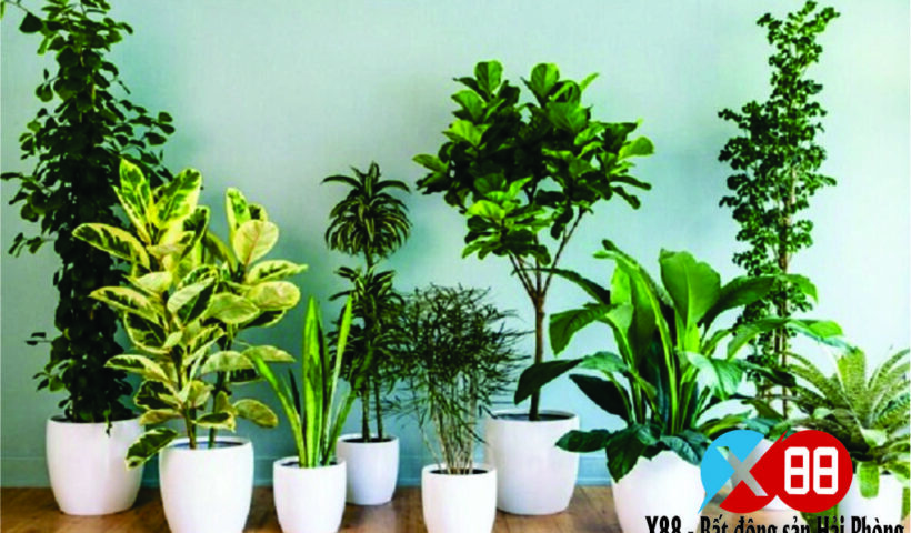 TOP 4 LOẠI CÂY PHONG THỦY ĐÓN TÀI LỘC VÀ BÌNH AN CHO GIA CHỦ