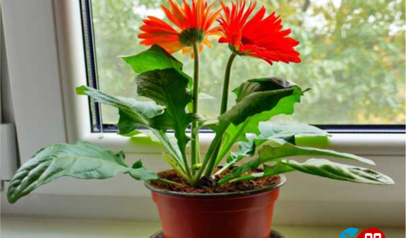 7 LOẠI CÂY CÓ LỢI CHO SỨC KHẺO