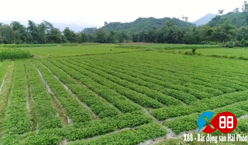 THỦ TỤC CHUYỂN ĐẤT THỔ CANH SANG THỔ CƯ NĂM 2021